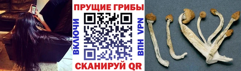 darknet Telegram  блэк спрут ССЫЛКА  Кизел  Псилоцибиновые грибы ЛСД 